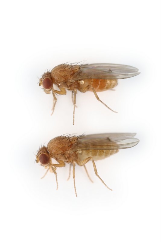 Drosophila novomexicana 