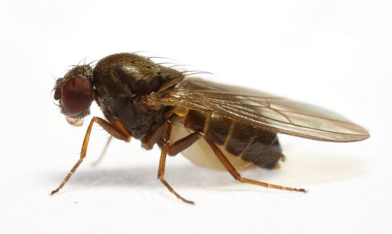 Drosophila obscura  StackedPose 