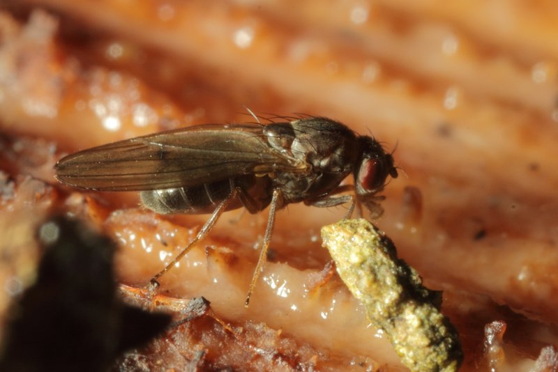 Drosophila obscura group  male2 Edinburgh July2011 