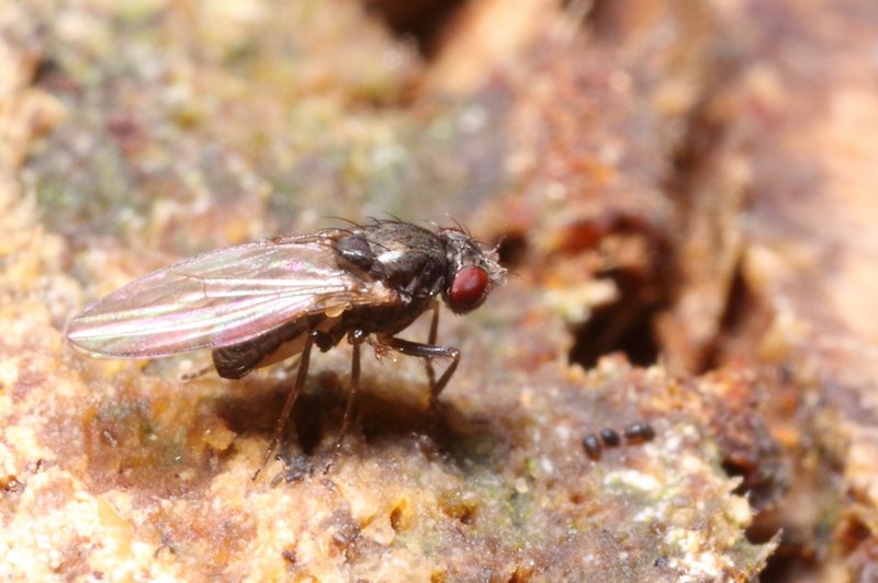 Drosophila obscura group  male Edinburgh July2011 