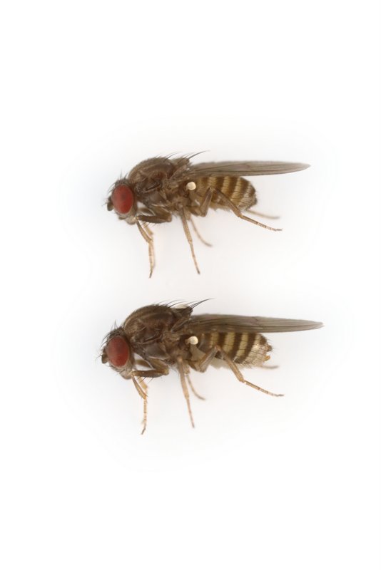 Drosophila paramelanica 