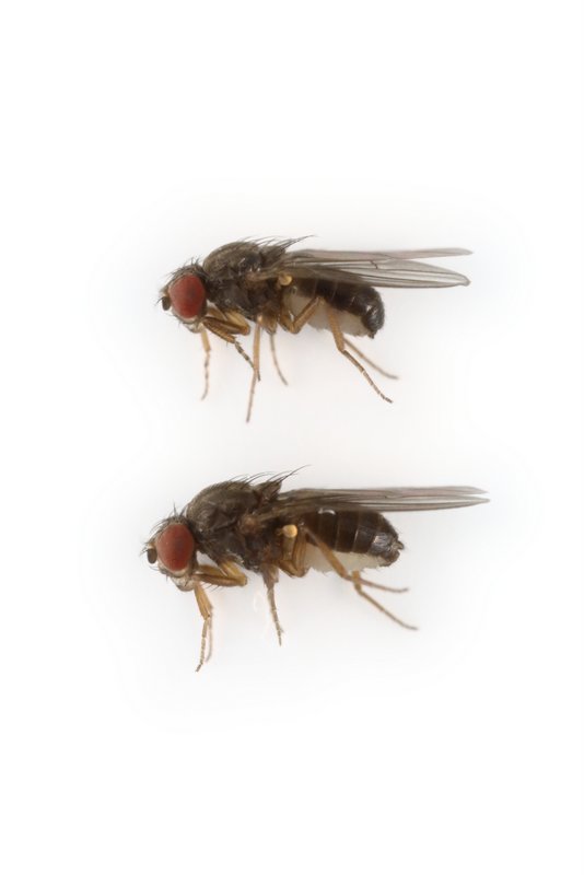 Drosophila persimilis 