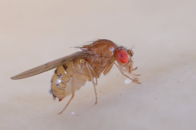 Drosophila phalerata female Edinburgh July2021 