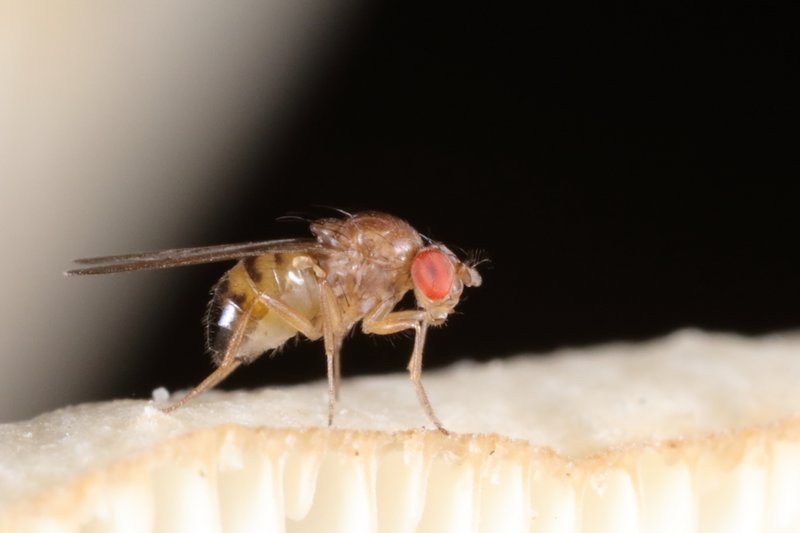 Drosophila phalerata male2 Edinburgh July2021 