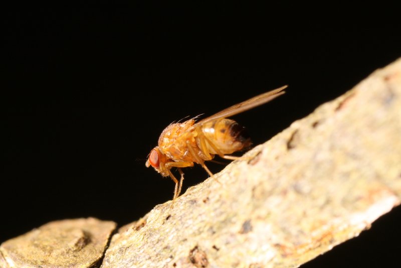 Drosophila phalerata male Edinburgh July2011 