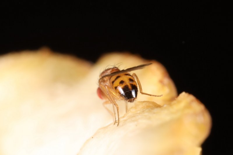 Drosophila phalerata male Edinburgh July2021 