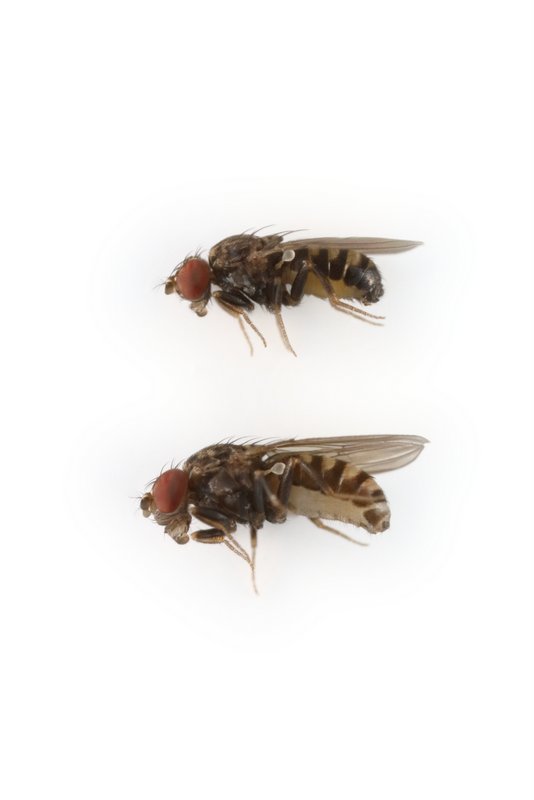 Drosophila prosaltans 