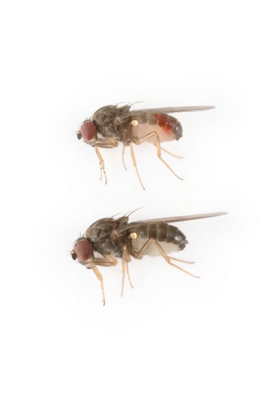 Drosophila pseudoobscura 