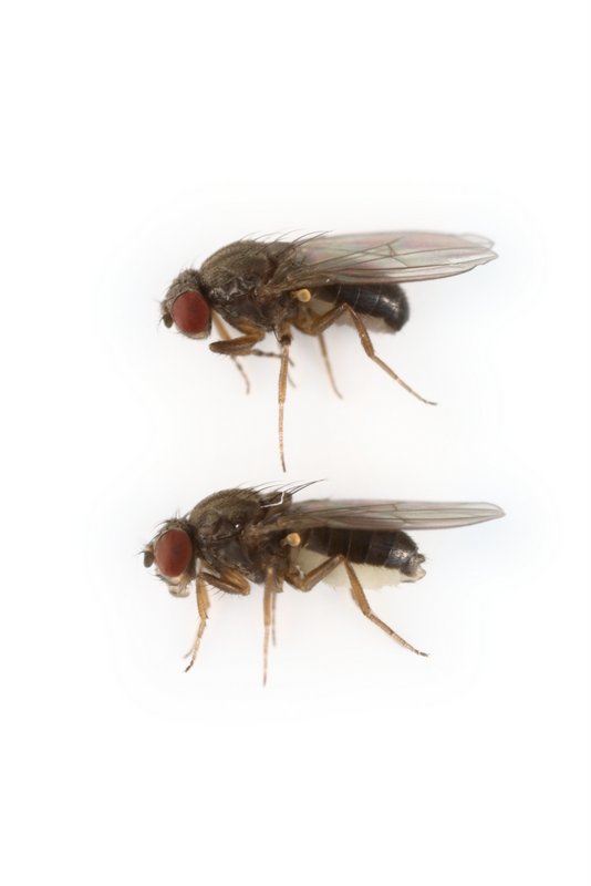 Drosophila pseudoobscura alt 