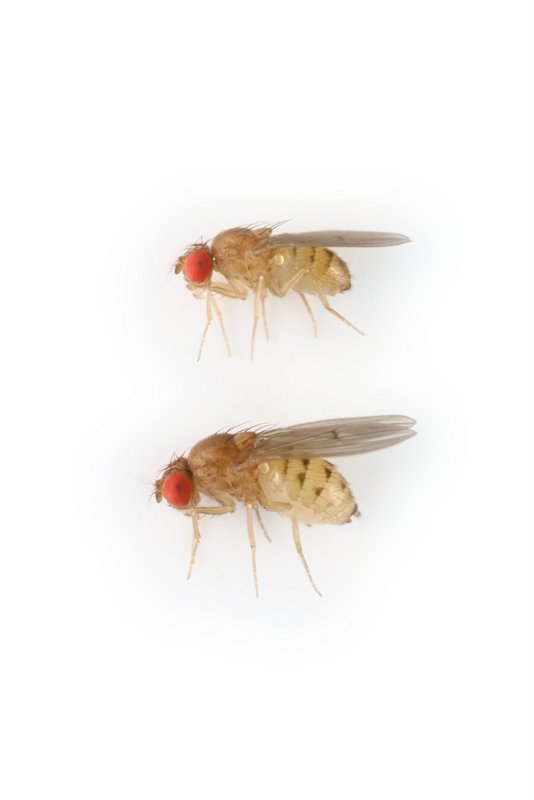 Drosophila putrida 