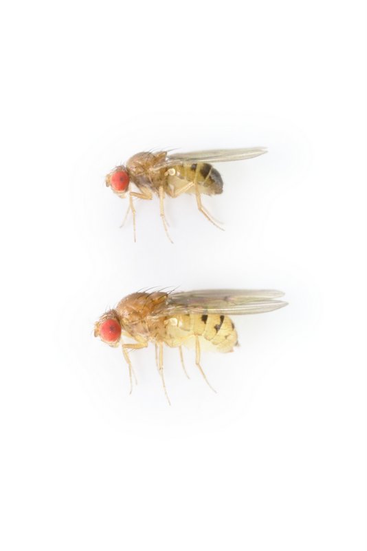 Drosophila putrida alt 