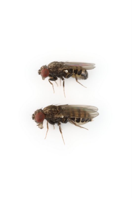 Drosophila saltans 