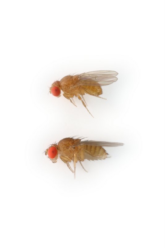 Drosophila santomea 