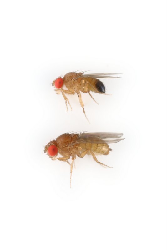 Drosophila sechellia 