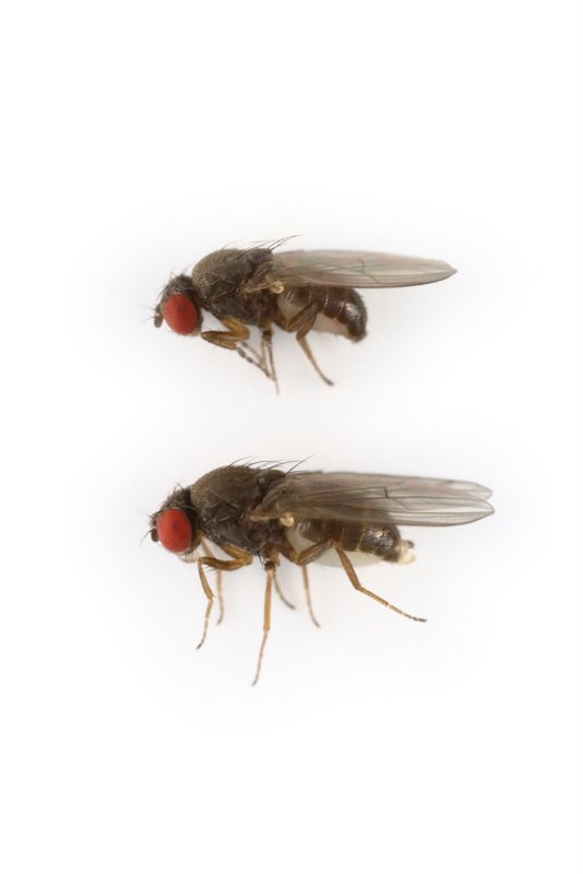 Drosophila subobscura 