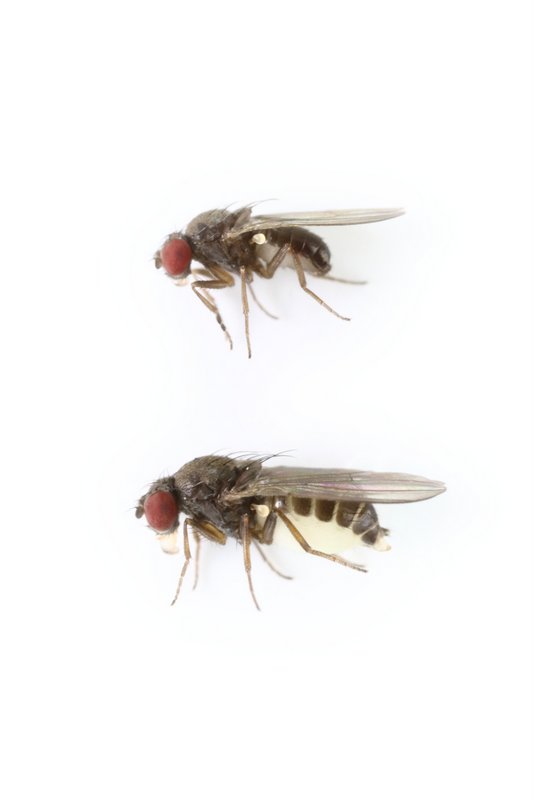 Drosophila subobscura alt 