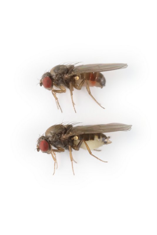 Drosophila subsilvestris 