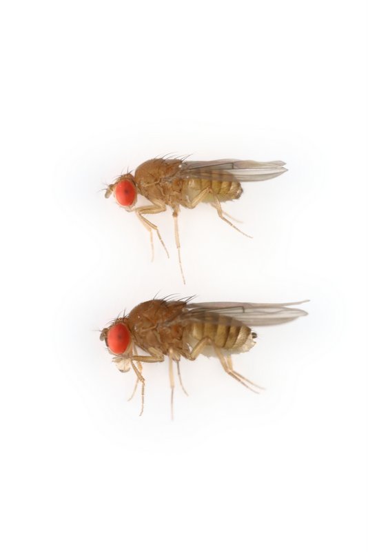 Drosophila sucinea 