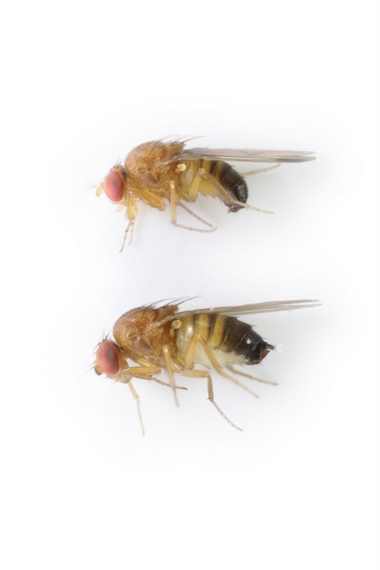 Drosophila suzukii 