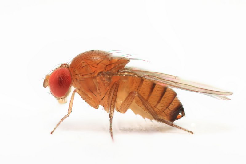 Drosophila suzukii female StackedPose 