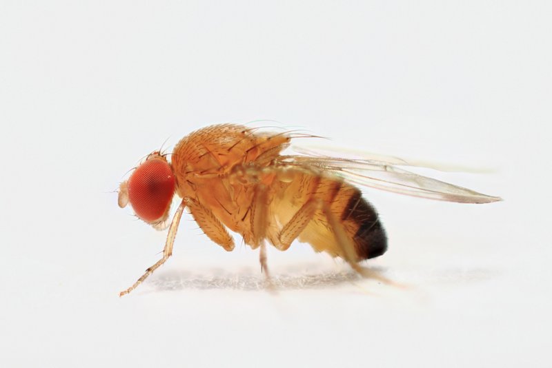 Drosophila suzukii male StackedPose 