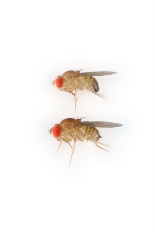 Drosophila teissieri 