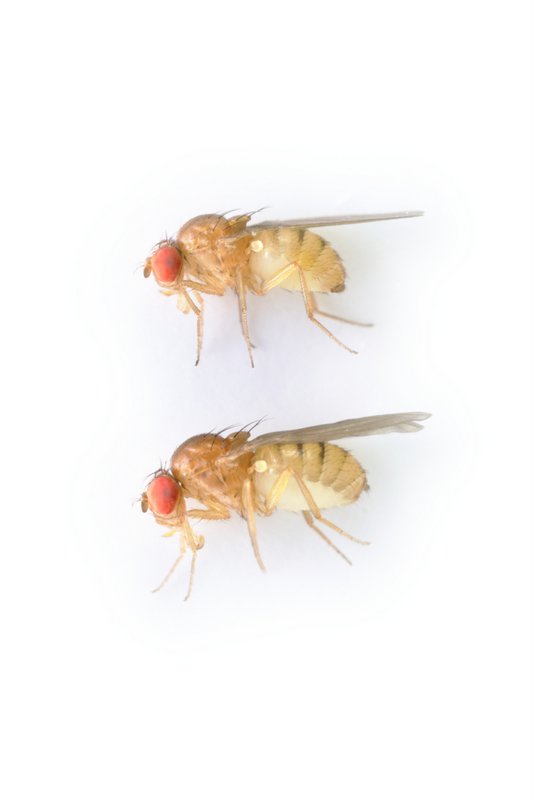 Drosophila testacea 