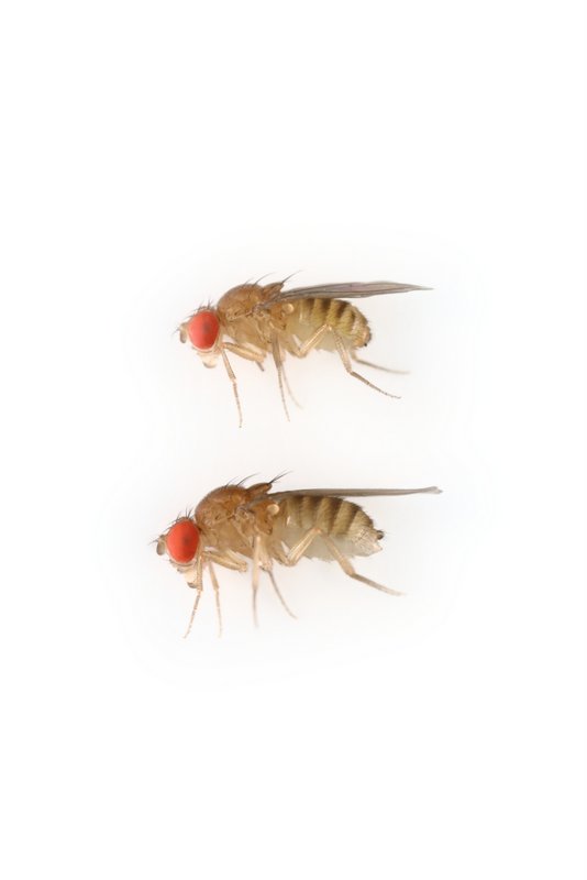 Drosophila tropicalis 