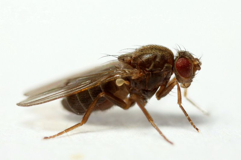 Drosophila virilis StackedPose 