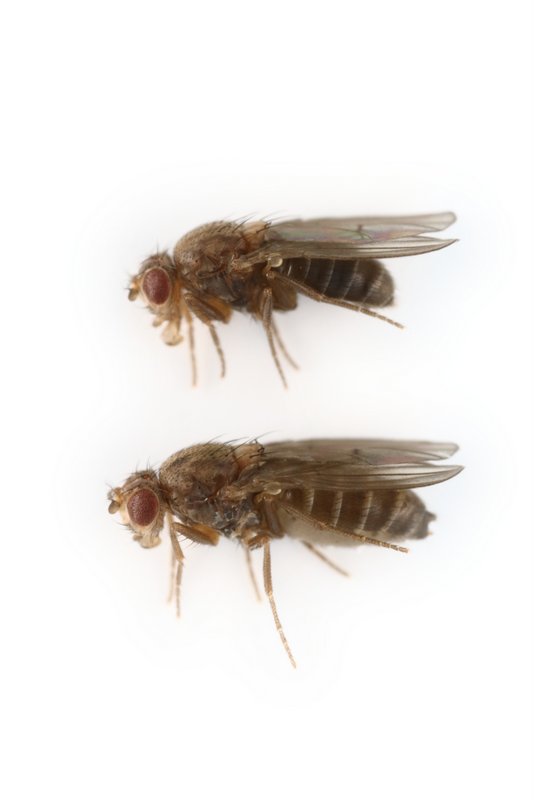 Drosophila virilis alt 