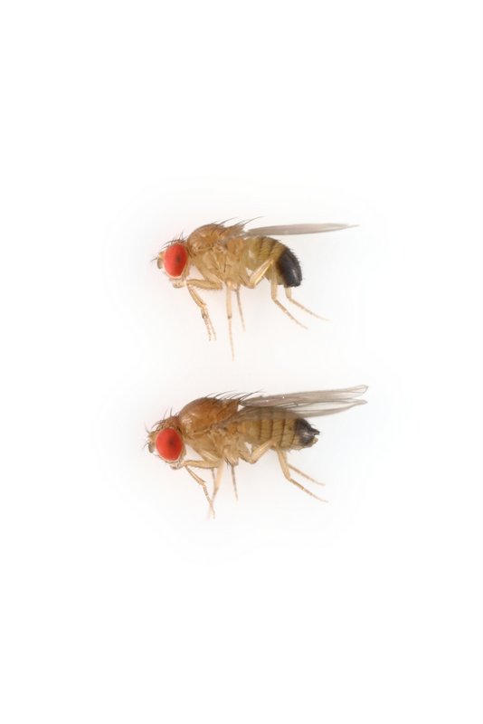 Drosophila yakuba 