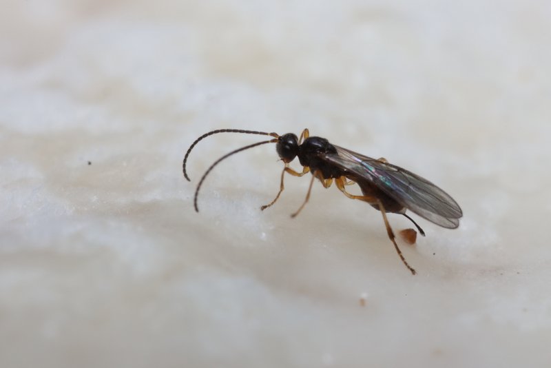 Parasitoid wasp Mixed Drosophila StumpSapFlux Edinburgh July2021 