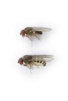 Drosophila_affinis_alt