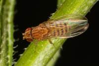 Drosophila_busckii2_female_Sussex_July2011