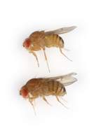 Drosophila_immigrans