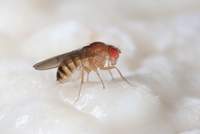 Drosophila_immigrans_female_yeast_sap_Edinburgh_July2021