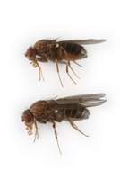 Drosophila_litoralis