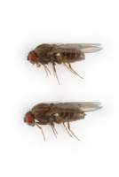 Drosophila_lumei