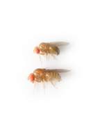 Drosophila_malerkotliana