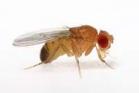 Drosophila_melanogaster_Pose