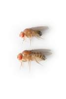 Drosophila_melanogaster_alt