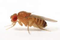 Drosophila_melanogaster_female_Pose