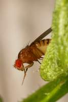 Drosophila_melanogaster_female_Sussex_July2011