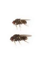 Drosophila_micromelanica