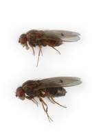Drosophila_montana
