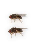 Drosophila_persimilis
