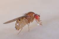 Drosophila_phalerata_female_Edinburgh_July2021