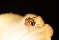 Drosophila_phalerata_male_Edinburgh_July2021