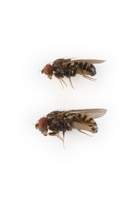 Drosophila_prosaltans