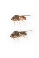 Drosophila_pseudoobscura